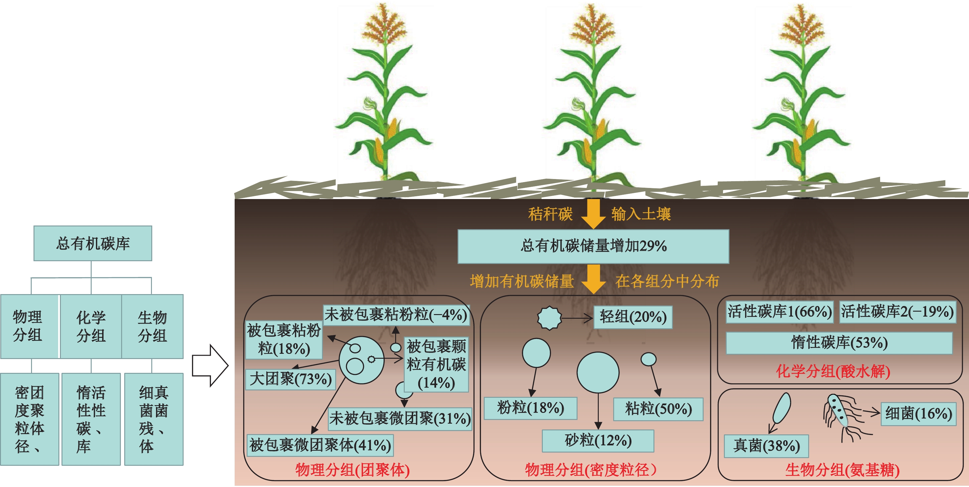 Development and Effects of Conservation Tillage in the Black Soil