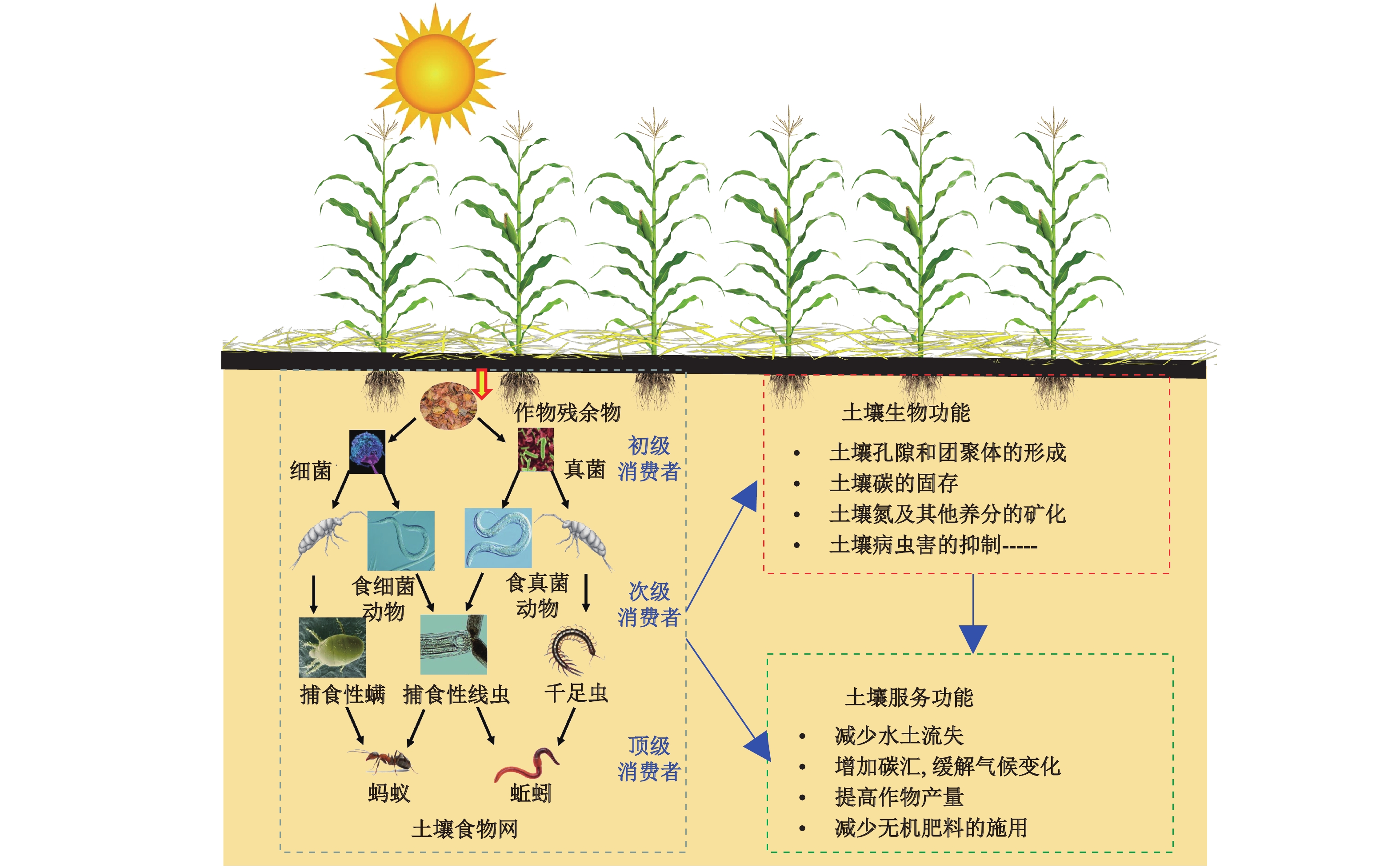 Development and Effects of Conservation Tillage in the Black Soil